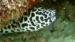 Diving Thailand Khao Lak 2016  Khao Na Yak Reef [upl. by Dennie]