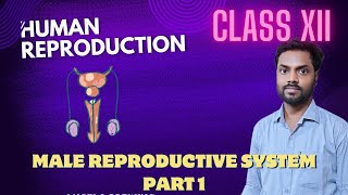 HUMAN REPRODUCTION  MALE REPRODUTIVE SYSTEM  CLASS XII  THEORY AND QUESTION amp ANSWER  PART 1 [upl. by Maryjo220]