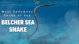 Most Venomous Sea Snake in the World belcherseasnake [upl. by Levitus284]