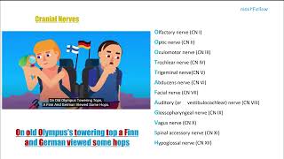 Mnemonics Cranial Nerves concept for neetpg Inicet Fmge Next mbbs and nextfellow [upl. by Ydac513]