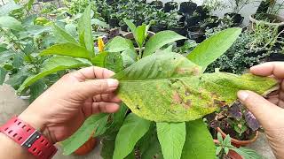 Sambong Blumea Balsamifera Ngai Camphor Gabon Paano Kilalanin at Alagaan [upl. by Letitia]