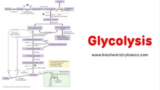 Glycolysis Pathway Explained In Simple Language  Glycolysis Biochemistry [upl. by Lexy]