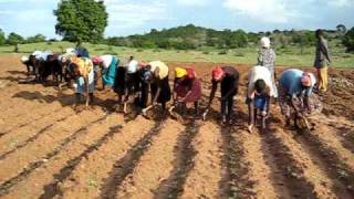 Farmers Singing in Ghana [upl. by Inor]