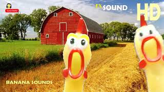 POLLO DE GOMA Sonido Pollo de Hule Plastic Chickens Sound [upl. by Gnut540]