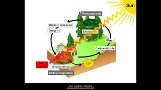 Energy Flow And Chemical Recycling [upl. by Nelyak677]