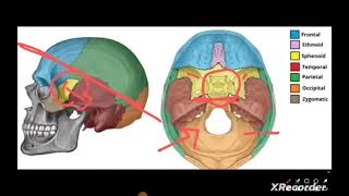 L3 Anatomy  Lock jaw amp Ms of mastication ECEC2024🌻 [upl. by Christoper]