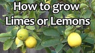 Growing Limes or Lemons  The best limes or lemons to grow in your garden [upl. by Emlyn715]