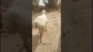 Beautifull White Turkey dumba  Kabli balkhi dumba  Fattailed sheep male [upl. by Jelsma]