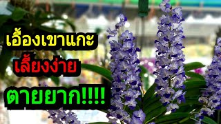 เอื้องเขาแกะ Rhynchostylis coelestis เลี้ยงง่าย ตายยาก ดอกหอม เหมาะสำหรับผู้เริ่มต้นเลี้ยงกล้วยไม้ [upl. by Beore]