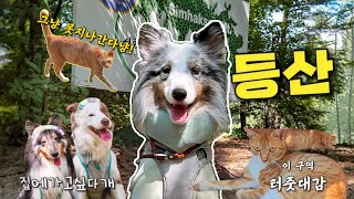 VLOG 가을맞이 등산 알고보니 고양이 산🐈⛰ [upl. by Mikaela]