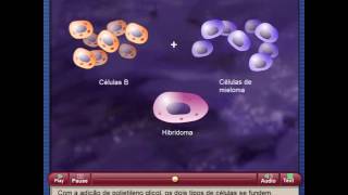 Produção de anticorpos monoclonais [upl. by Elleirda]