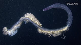 Jellylike siphonophores astound with their breathtaking beauty [upl. by Lotte780]