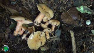 Boletus rufus  Boletus edulis  Pinaroli  Penneciole  Porcini Toscana Appennino [upl. by Rebm]