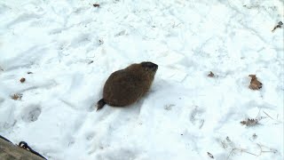 Nova Scotia groundhog Shubenacadie Sam offers annual prediction 6 more weeks of winter [upl. by Chev]