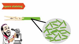 Microbiology spore staining صبغ الجراثيم [upl. by Nnaeirual268]