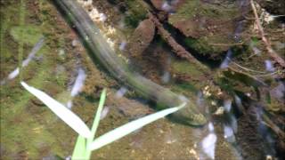 Peixe Cobra Muçum Synbranchus marmoratus [upl. by Ibed]