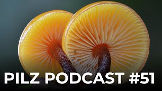 Pilz Podcast Folge 51  Pilze sammeln amp züchten mit derpilzfluesterer amp drrattenkaiser5275 [upl. by Yeniar]