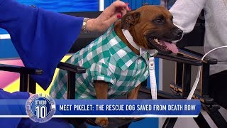 Meet Pikelet The Rescue Dog Saved From Death Row  Studio 10 [upl. by Bellda]