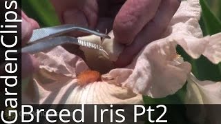 Iris Genetics and Hybridizing with Dr Kenneth Kidd  Part 2  Breeding Iris How Its Done [upl. by Thgirw]