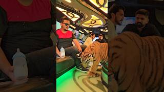 Bengal Tiger Loves to Travel in Limousine  Nouman Hassan [upl. by Dohsar]