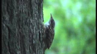 junge Waldbaumläufer verlassen das Nest Schorfheide Angriff der Minivögel die Vögel [upl. by Alain]