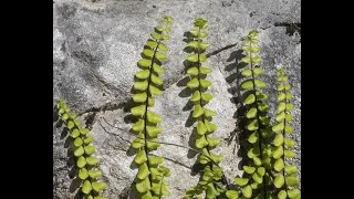 Amazing Asplenium trichomanes Braunstieliger Streifenfarn E maidenhair spleenwort [upl. by Cnahc]