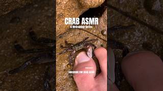 Satisfying video to make you sleep  Crab ASMR satisfying sleep shorts [upl. by Neryt336]