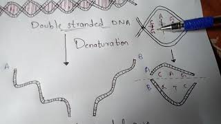 DENATURATION AND RENATURATION  BY PHANINDRA GUPTHA [upl. by Suchta918]