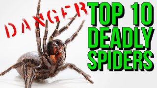 Top 10 MOST Venomous Spiders in the WORLD [upl. by Nyleaj449]