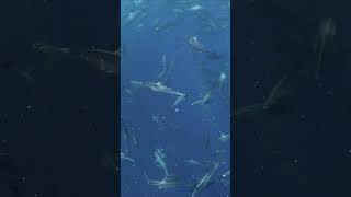 Tornado of bonitos attacks baitball at Magdalena Bay Mexico shorts diving underwater [upl. by Dannel]