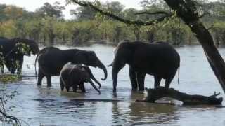 Moremi Game Reserve Botswana Africa [upl. by Ahola]