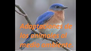 Adaptaciones de los animales al medio ambiente [upl. by Heisel]