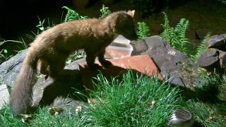 Pine Marten Vs Farm Cat  they are friends really [upl. by Heinrich]