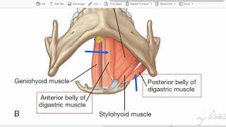 Suprahyoid muscles 3 [upl. by Rafferty33]