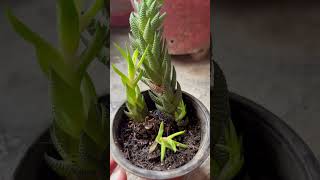 Zebra WartHaworthiopsis ReinwardttiCrowded HaworthiaRareampExotic Succulenthaworthiashorts [upl. by Halik]