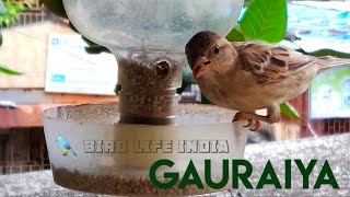 Bird life India  Gauraiya [upl. by Aleira523]