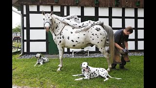 A HORSE A FARRIER AND TWO DALMATIANS  blackampwhite bodypaint project by artist Jörg Düsterwald [upl. by Hertz]