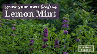 Sow Right Seeds  Lemon Mint [upl. by Ettenan]