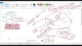 Antiarrhythmic drugsMyocardial action potentialPacemaker action potentialCardiology USMLE STEP 1 [upl. by Offen427]