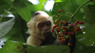 Cloud Runner The Swift WhiteBellied Spider Monkey [upl. by Okechuku]