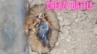 Camel spider vs centipede iran wildlife [upl. by Atnwahsal]