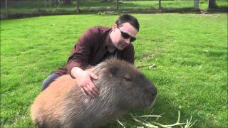 Making Friends with a Capybara [upl. by Adiela]