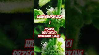 Działa uspokajająco i ma właściwości przeciwbakteryjne natura mięta zioła ziołolecznictwo [upl. by Strohbehn]