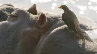 Oxpeckers Take Advantage of Their Hippo Hosts [upl. by Daggett609]