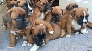 Boxer Puppies first walk with mum and dad [upl. by Lounge]