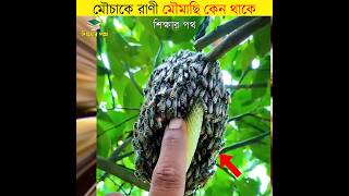 মৌচাকে রাণী মৌমাছি কেন থাকে  interesting facts about honey bees  shorts viral শিক্ষারপথ [upl. by Katerina]