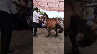 horas horse dans ghoda [upl. by Tihw]