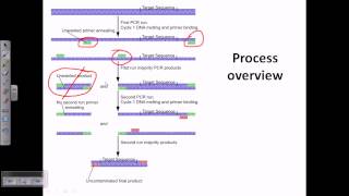 Nested PCR [upl. by Ihp]