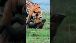 Tiger hunts wild boar and eats  jungle survival show Shorts [upl. by Redfield955]