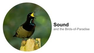 Sound and the BirdsofParadise [upl. by Ramsden]